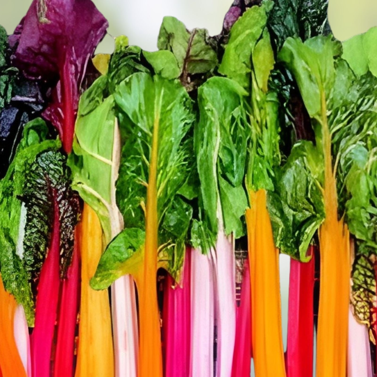 Bright Lights Swiss Chard Seeds – 200+ Colorful Vegetable Seeds for Planting – Beta vulgaris subsp. cicla