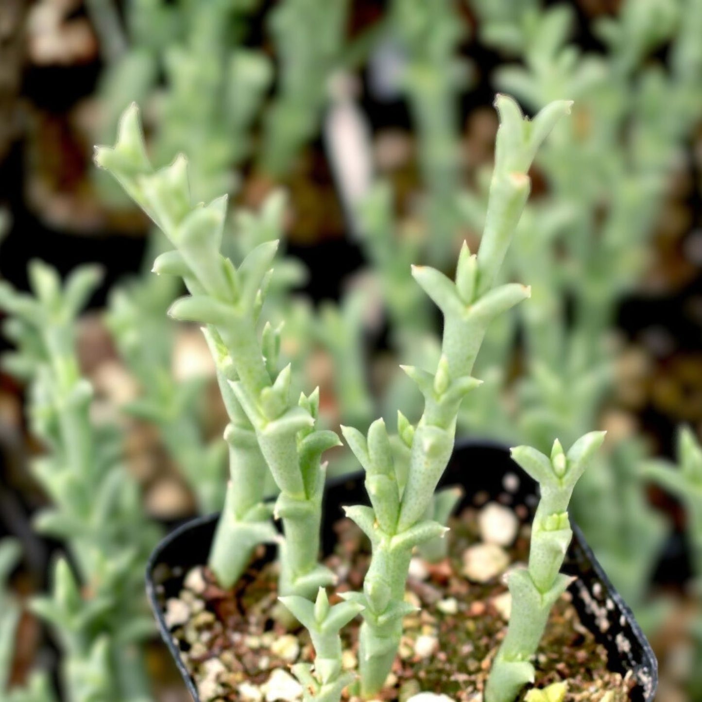 Ruschia Uncinata 'Doringvygie' Succulent Live Plant 2 Inch, Drought-Tolerant Groundcover for Home Garden Decor