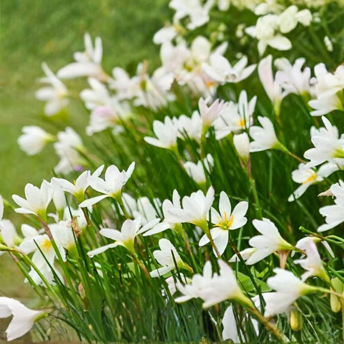 Rainlily Bulbs 10 Pack White Zephyr Lily Zephyranthes Amaryllidaceae Fairy Lily Rain Flower