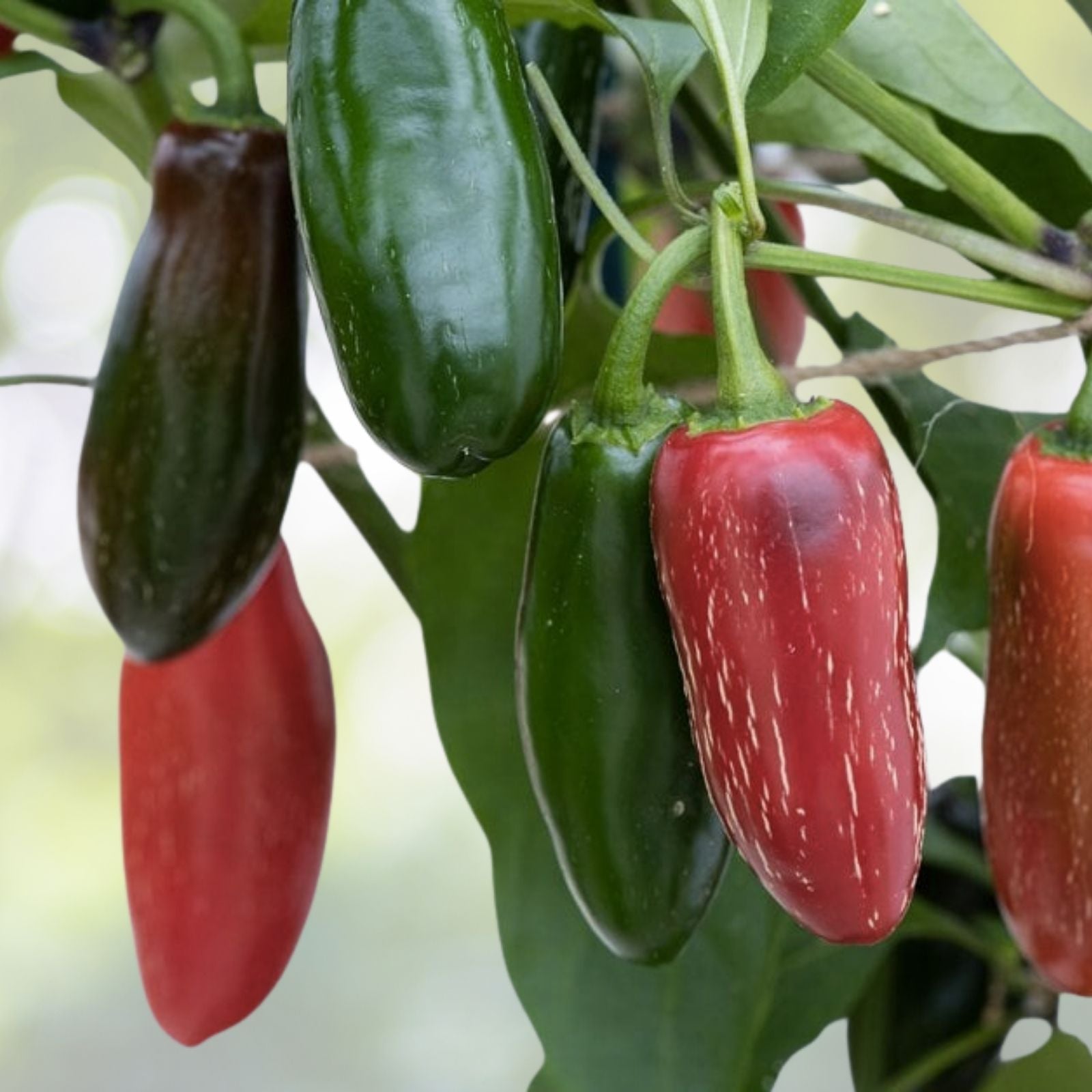 Tam Jalapeno Pepper Seeds | NON-GMO Heirloom | Spicy Green Peppers | Capsicum annuum