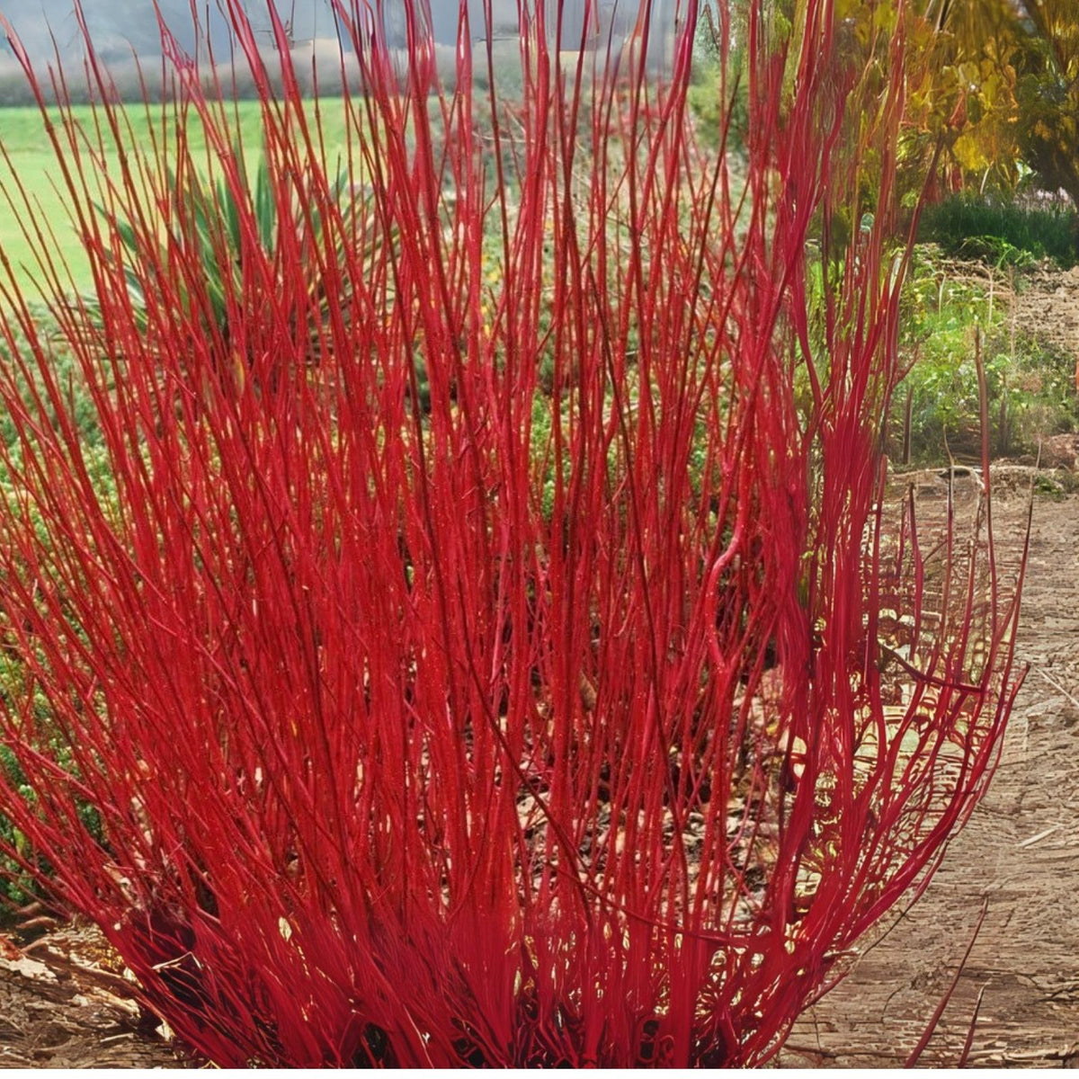 Tatarian Dogwood Seeds - 20 Seeds for Planting - Cornus Alba - Hardy Shrub for Landscaping and Garden Use