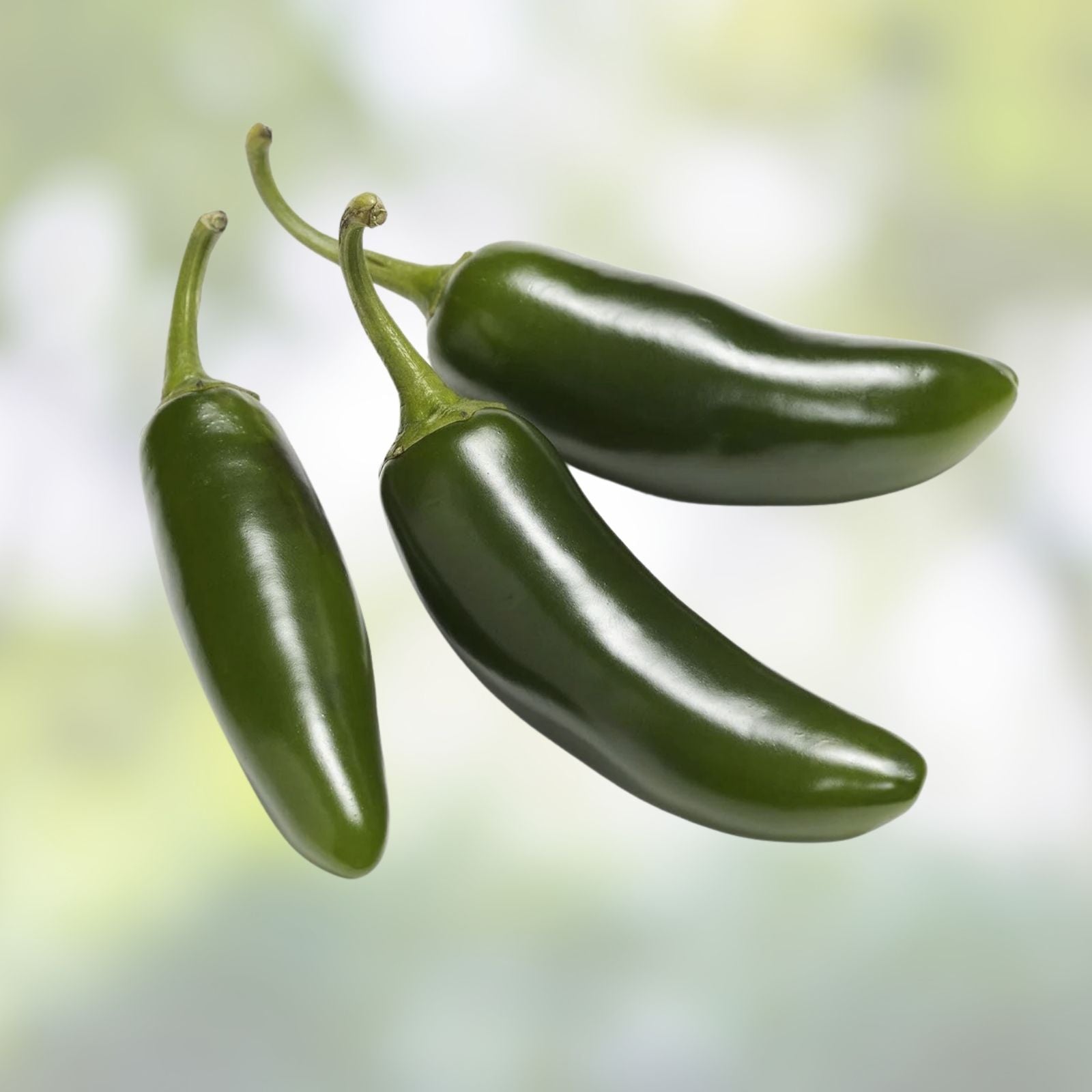 Jalapeno Pepper Seeds 100 Count – Spicy Capsicum annuum for Cooking and Seasoning