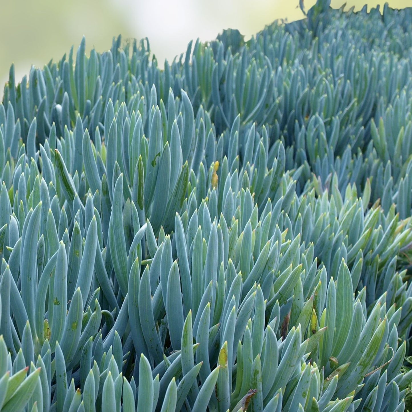 Blue Chalk Sticks Succulent Cutting | Rare Healthy Unrooted Plant | Senecio serpens | Easy Care Live Succulent