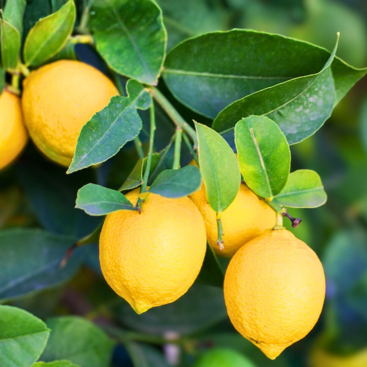 Meyers Lemon Bush Live Plant - 1 Gallon - Flowering Citrus Variety - Citrus limon 'Improved Meyer' - Indoor/Outdoor Garden Plant