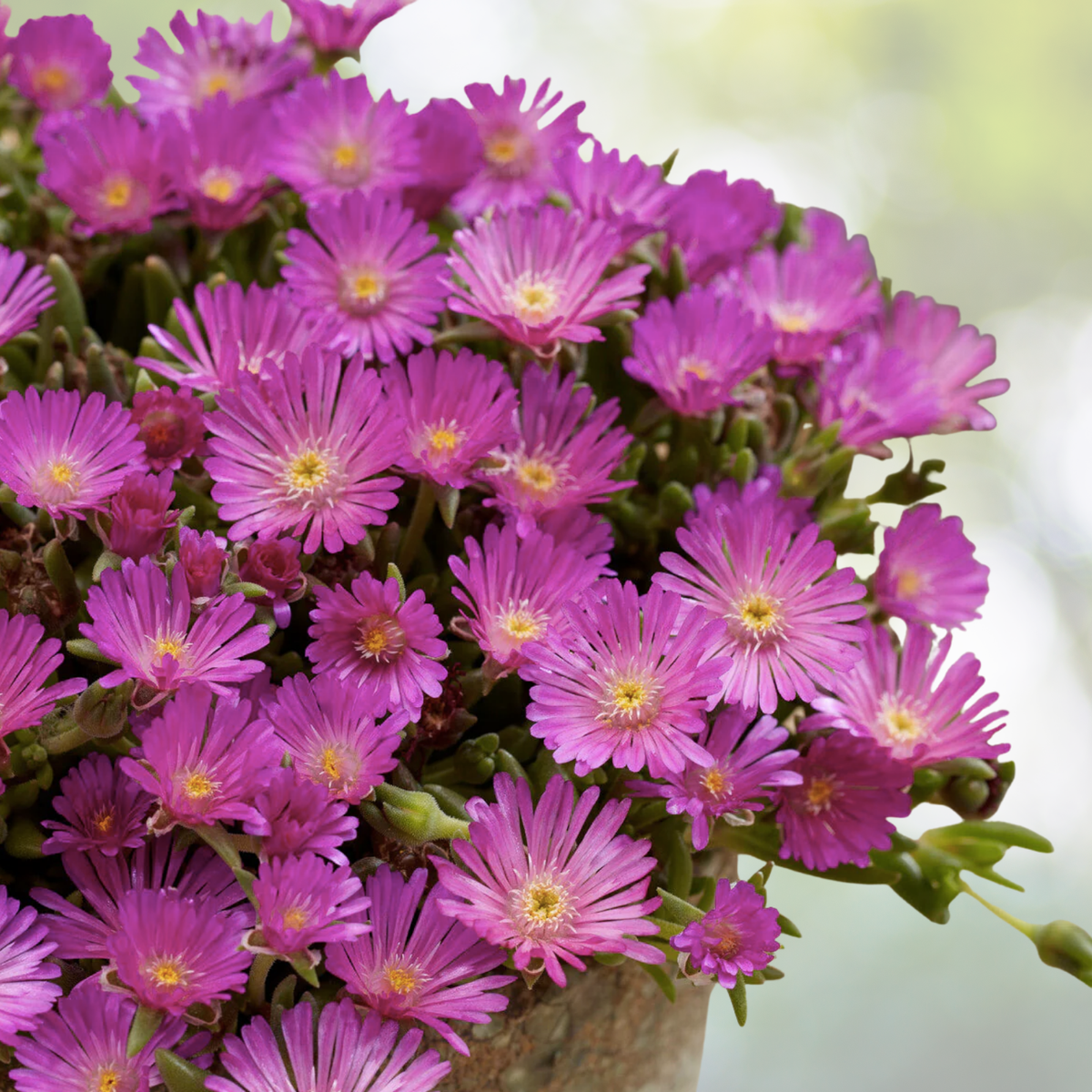 Creeping Ice Plant Cuttings 4-7" Purple Pink Succulent Ground Cover Delosperma cooperi 12 Pieces