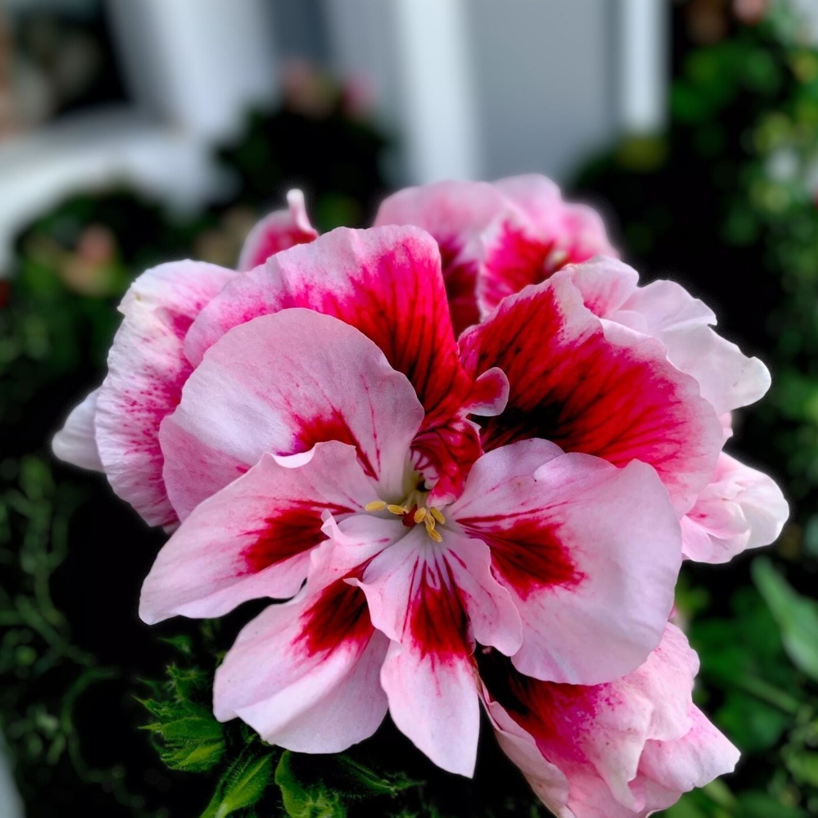 Fresh Cuttings Geranium Plant 3 Pack, White and Maroon Center, Perennial Pelargonium, Garden Flower, Indoor Outdoor Plant