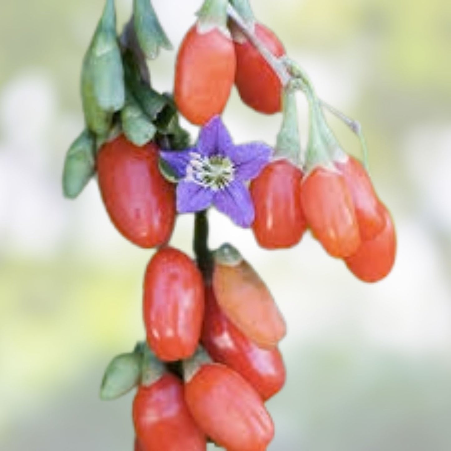 Goji Berry Cuttings 50 Pack Fresh Lycium barbarum Plant Propagation, Ready to Flower and Fruit