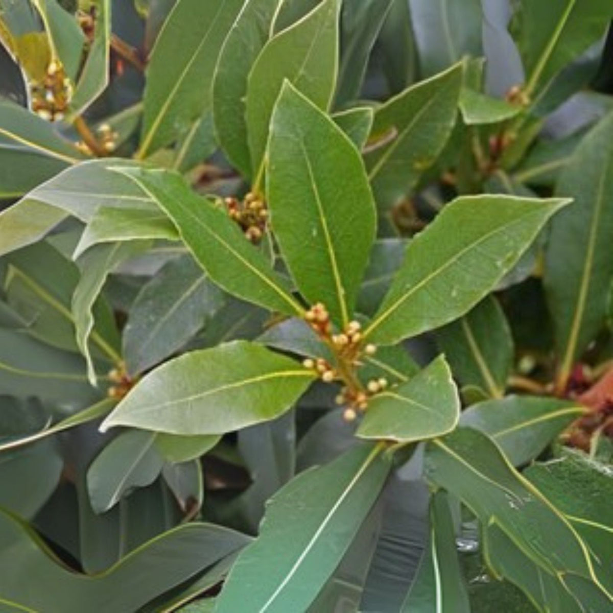 Sweet-Bay-Laurel-Herb-Plant-8-to-10-Inch-Laurus-Nobilis-Aromatic-Culinary-Herb-for-Cooking-and-Seasoning