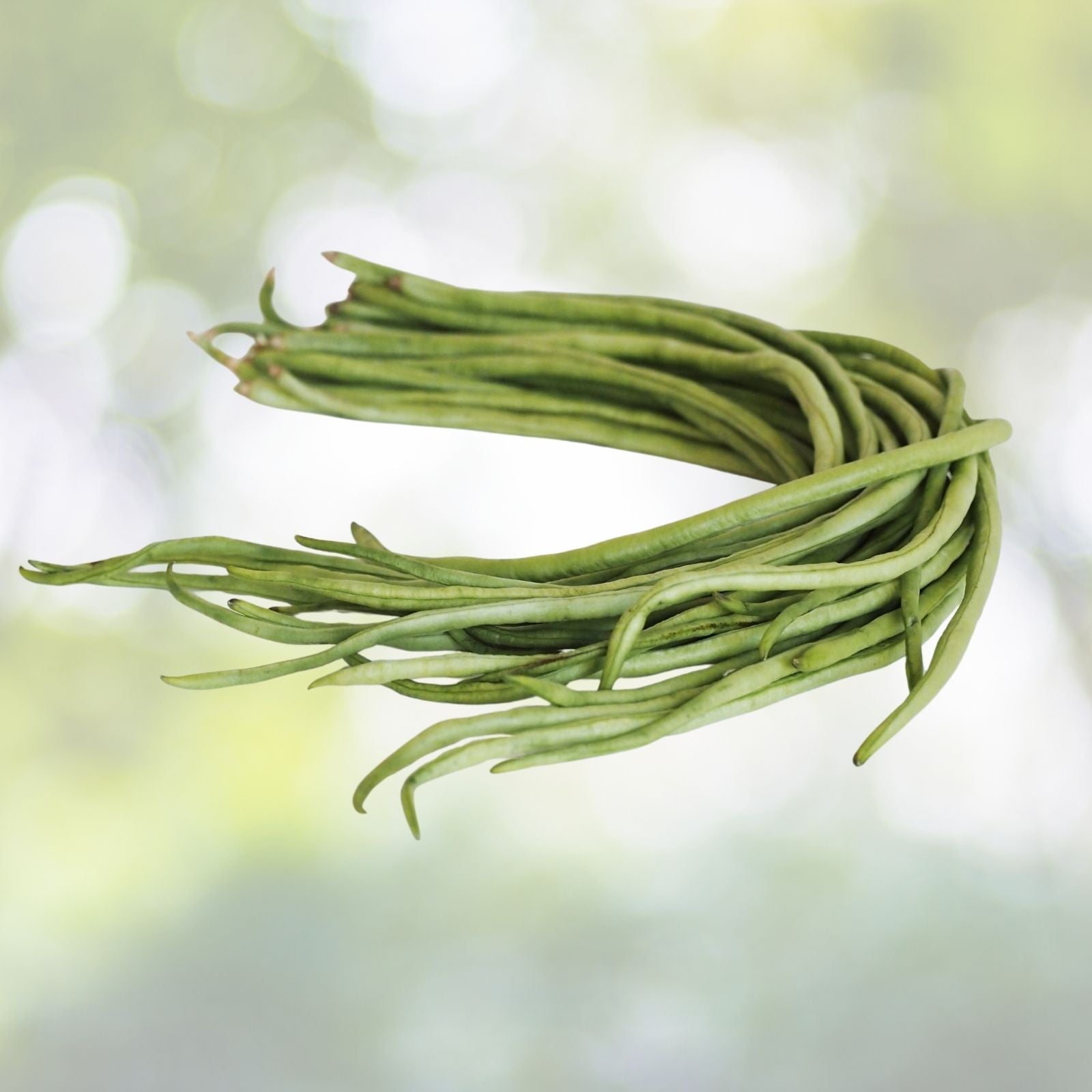 15+ Yard Long Bean Seeds - Asian Chinese Long Bean - High Yield String Beans - Vigna unguiculata