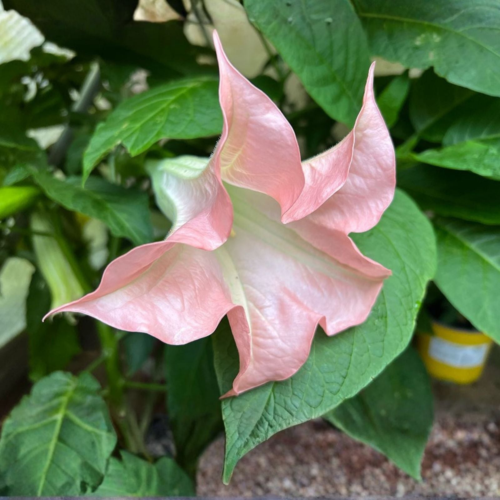 Brugmansia Cuttings - 10 Pink/Peach Angel Trumpet - Fragrant Flowers - Easy to Grow - Botanical Name: Brugmansia spp.