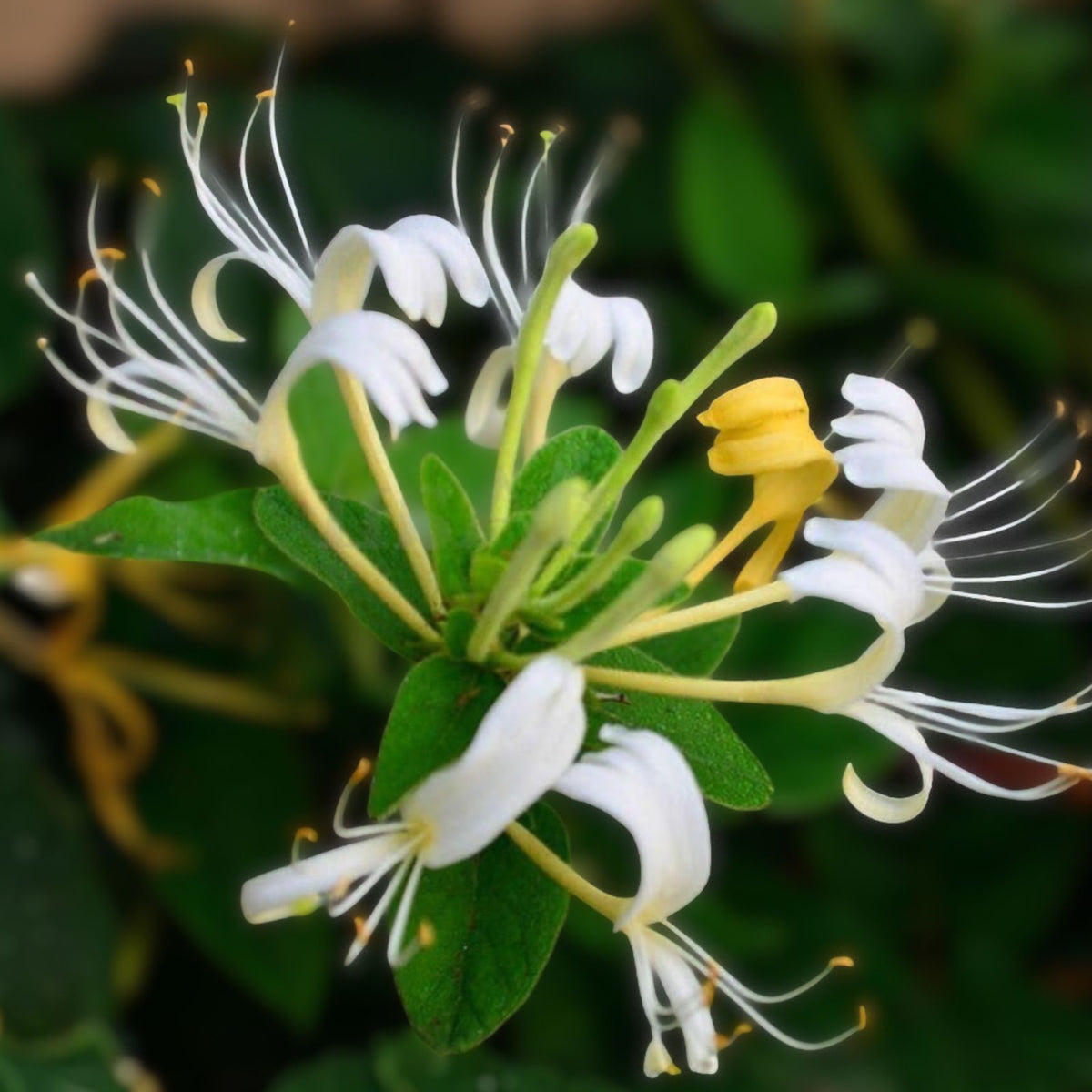 Honeysuckle Starter Plant Cuttings - 6 Unrooted Cuttings - Lonicera Species - Perfect for Gardening and Landscaping