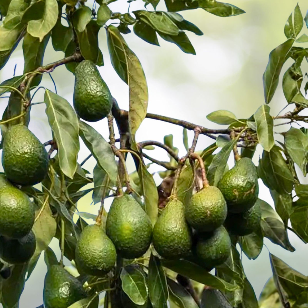 Hass Avocado Seeds 5-Pack - Easy Grow Persea americana - Rare Planting for Home Garden