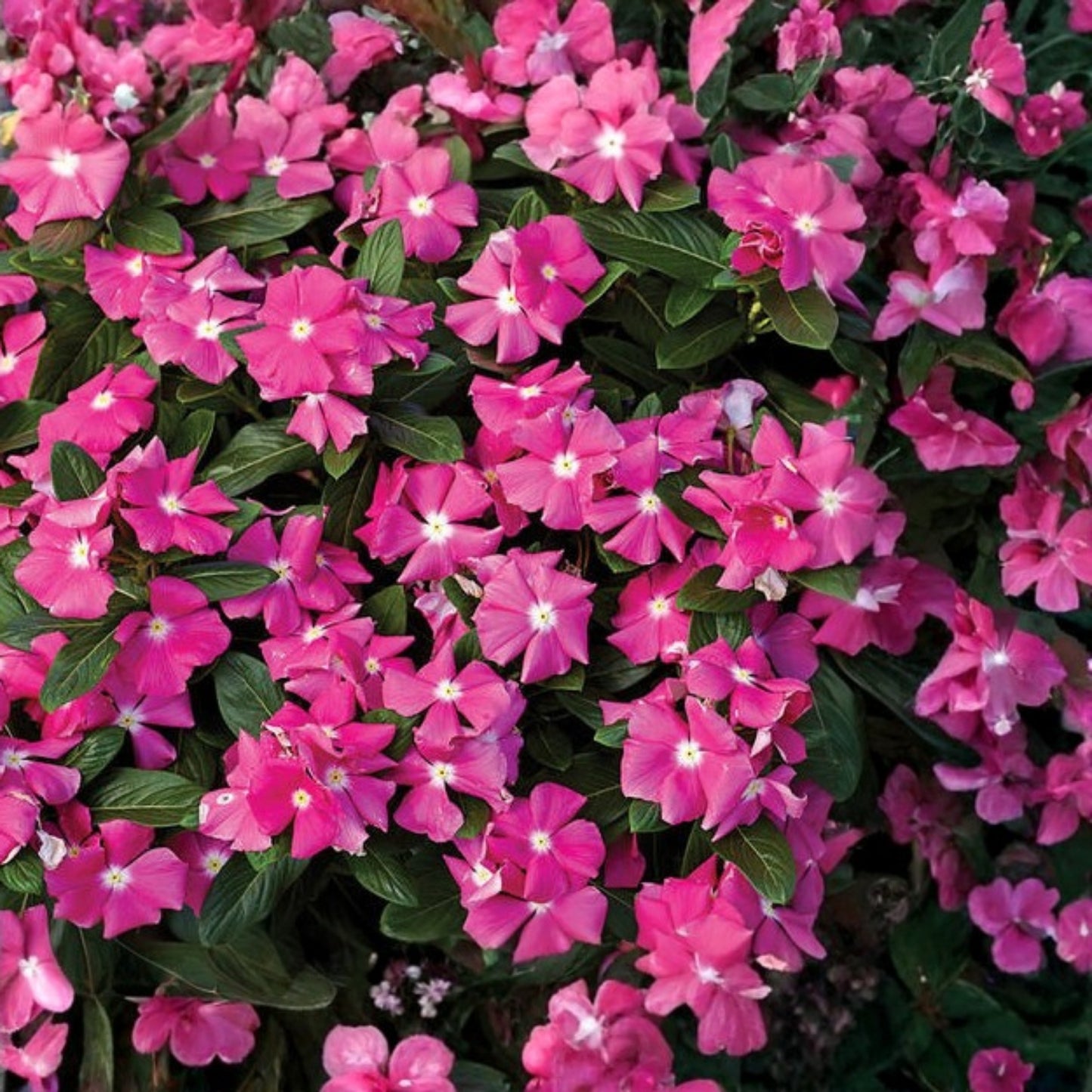 Bright Pink Vinca Plant - 5" Potted Madagascar Periwinkle - Catharanthus roseus - Indoor & Garden Decor