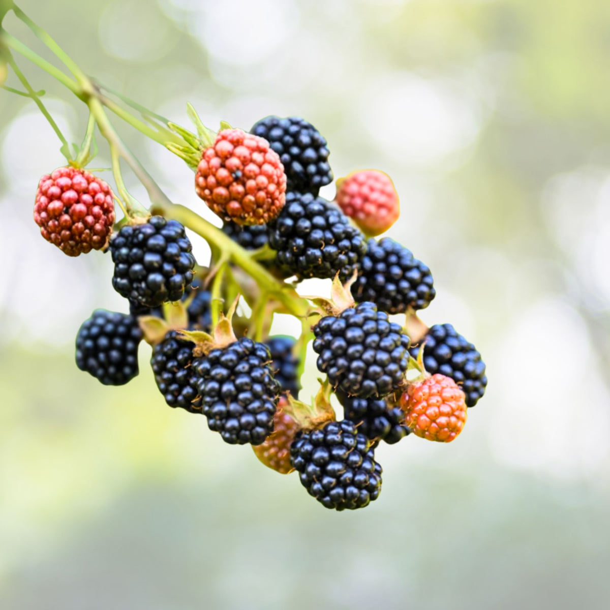 Bare Root Blackberry Plant - Prime-Ark Freedom Variety - Edible Fruit - Rubus spp. - High Antioxidant Yield, Easy Care