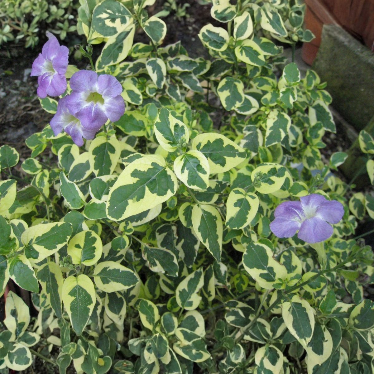Chinese Violet Live Plant - Variegated Ground Cover with Purple Flowers - Asystasia gangetica for Gardens & Containers