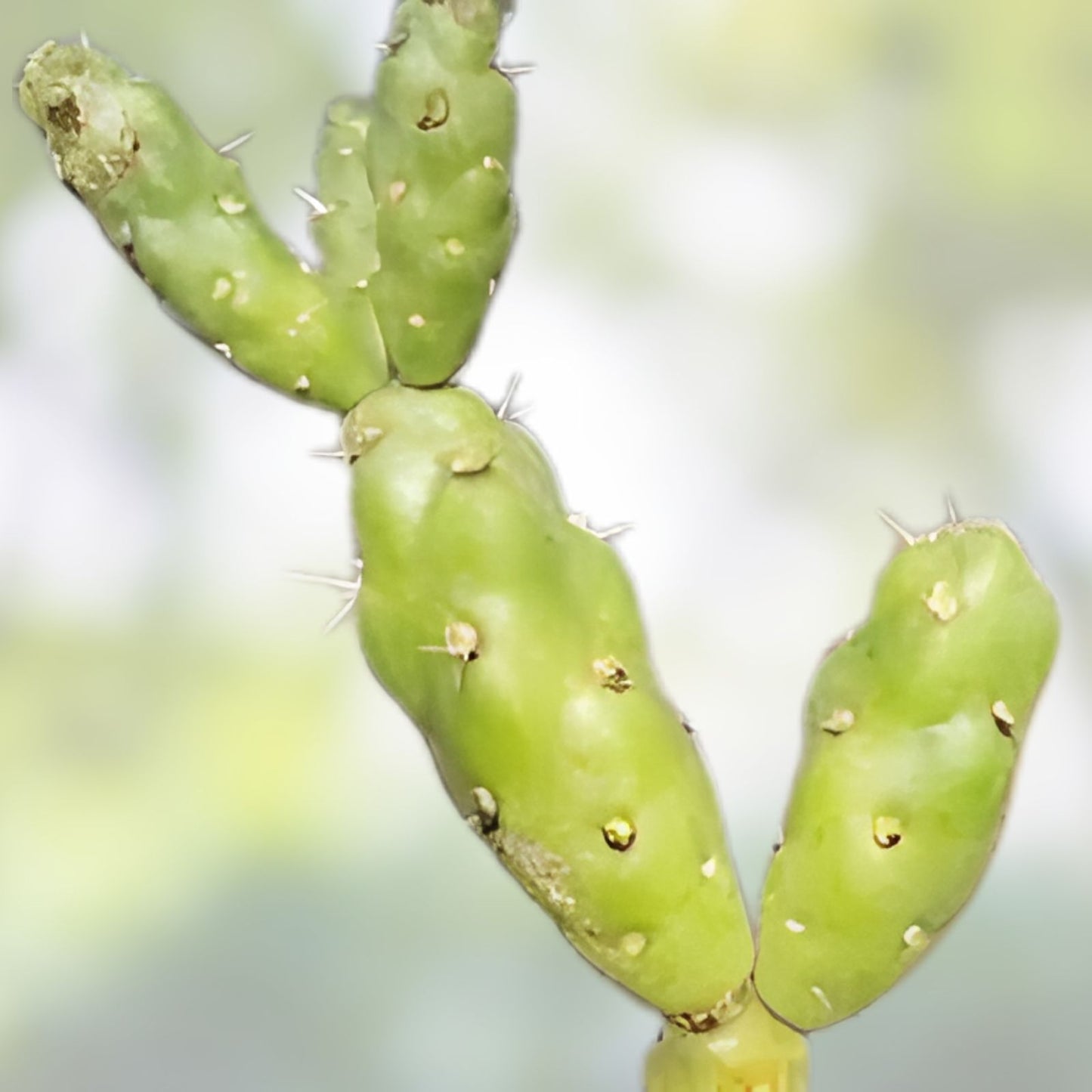 Tree Cholla Cuttings - Cylindropuntia imbricata - Drought-Tolerant Succulent Plant for Indoor and Outdoor Gardens