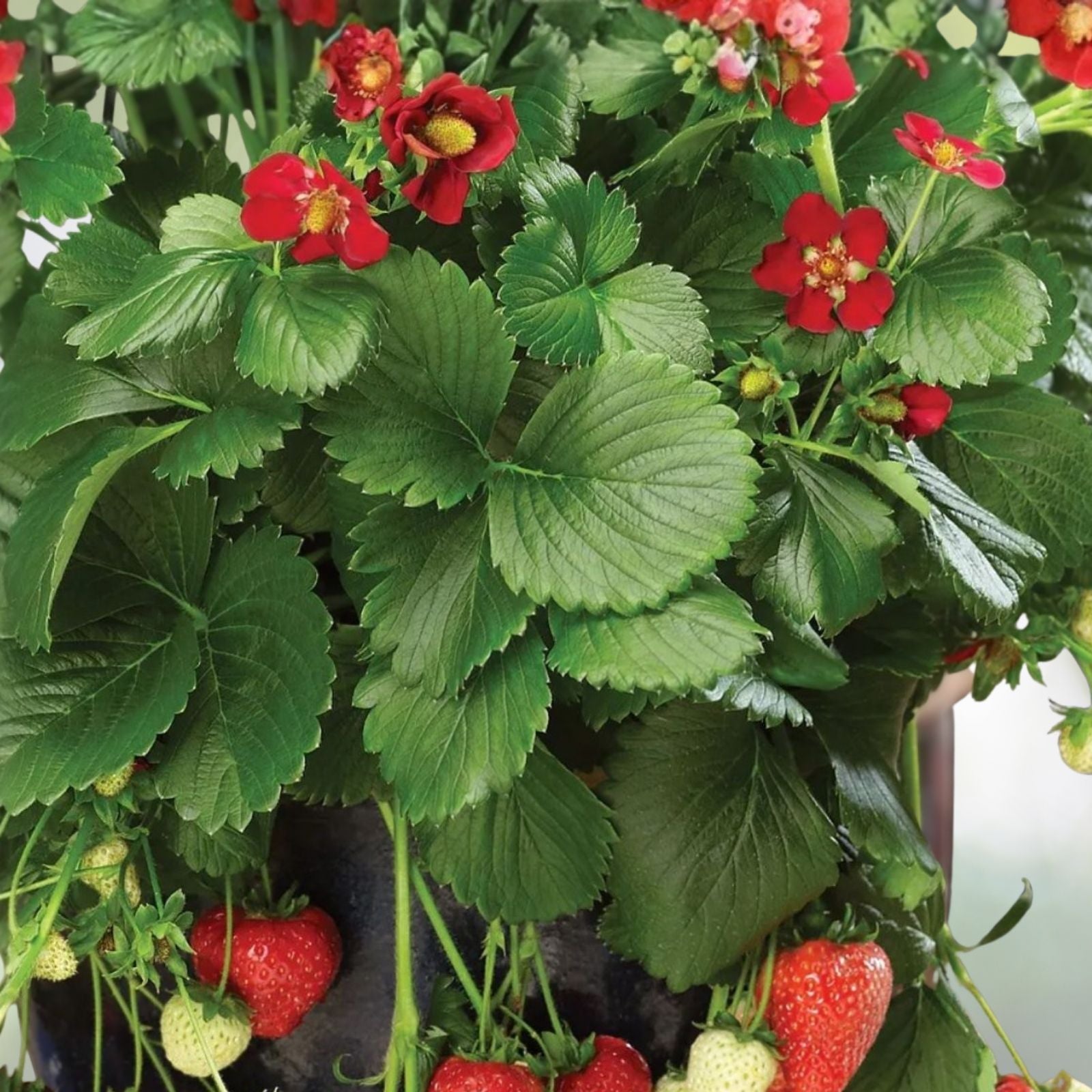 Ruby Brite Strawberry Seeds 150 or 350 Non-GMO Fragaria × ananassa Garden Plant Flower Seeds