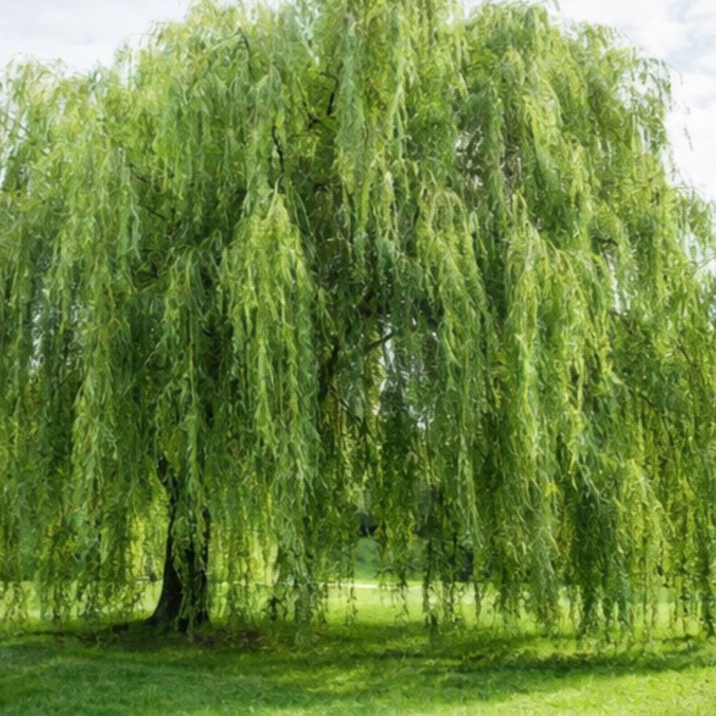 Aussie Willow Tree - Fast Growing Decorative Landscaping Tree - Salix spp.