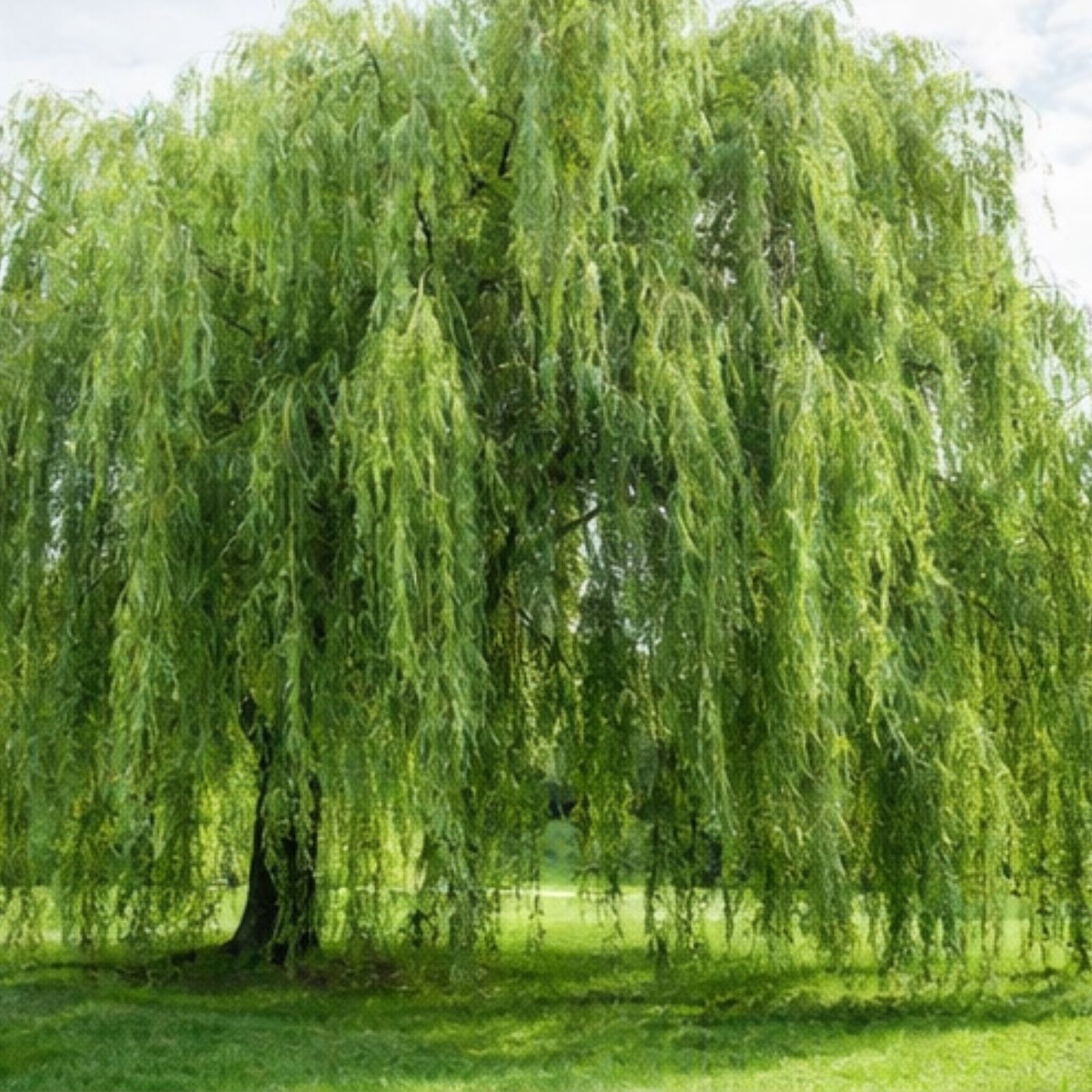 Aussie Willow Tree - Fast Growing Decorative Landscaping Tree - Salix spp.