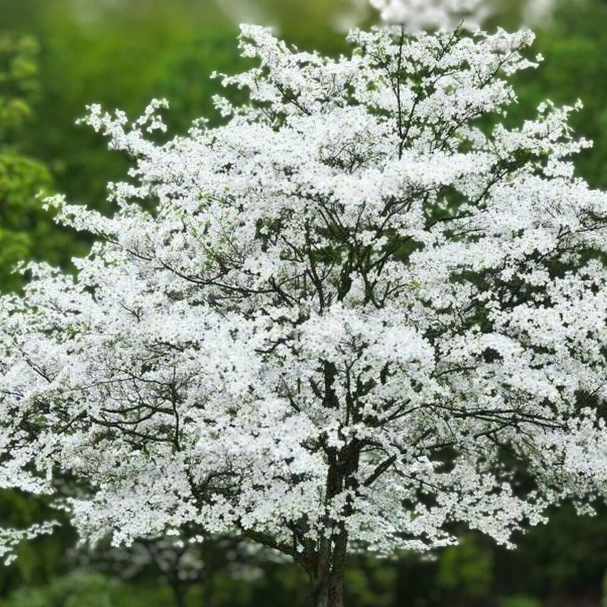 White Dogwood Trees - 12-24in Bare Root - Cornus florida - Dormant Live Tree for Zones 5-9, Attracts Birds & Butterflies