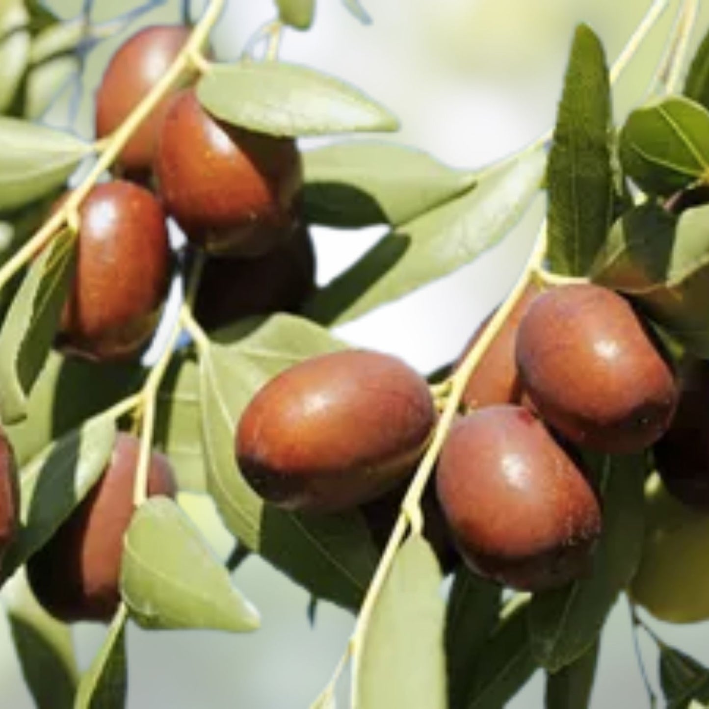 Jujube Tree Cuttings 10" Wild Rootstock for Taiwan, Thai, Indian Varieties Ziziphus jujuba
