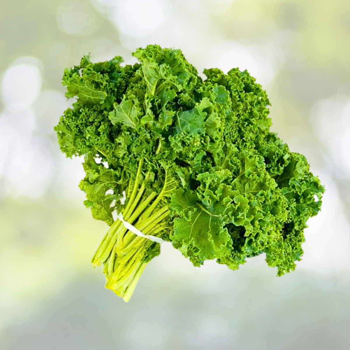Kale Microgreens Seeds - Dwarf Siberian Variety - Non-GMO Heirloom - 500 Seeds for Healthy Indoor Gardening