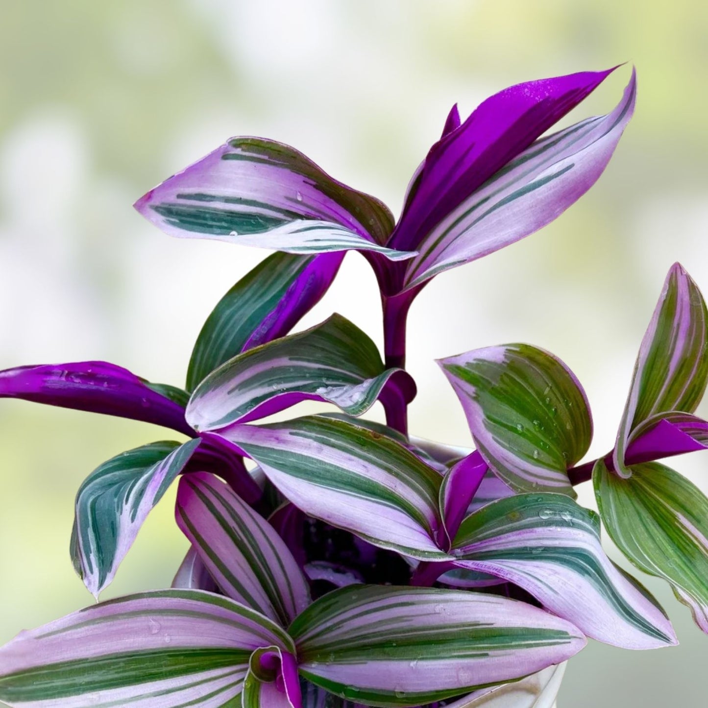 Tradescantia Nanouk Cuttings 2" or 4" Pot - Lilac Wandering Jew Indoor Houseplant, Easy Care, Colorful Foliage
