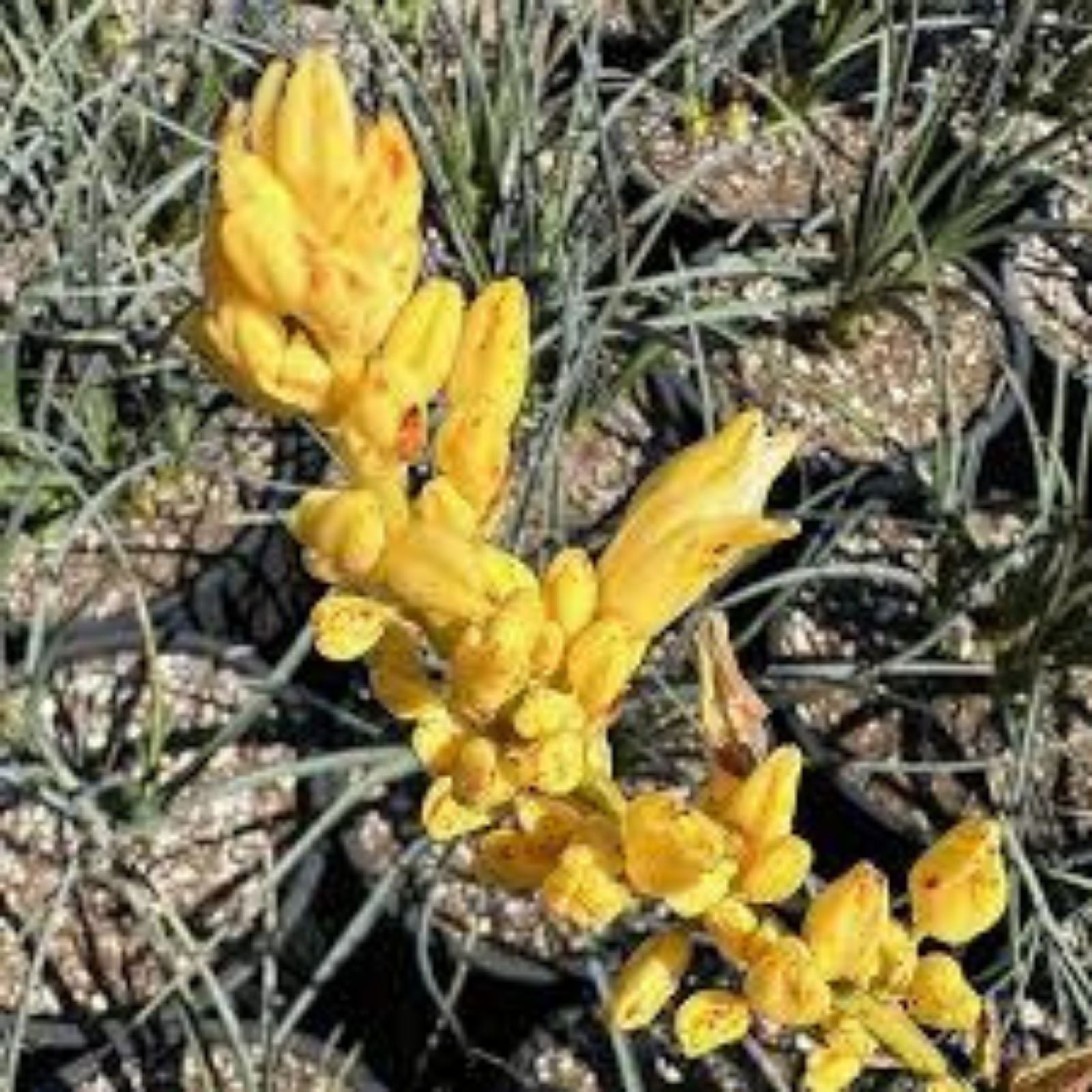 Texas Yucca Seeds 30 Pack, Rare Yellow Flower Hesperaloe parviflora, Drought-Tolerant Perennial for Xeriscaping