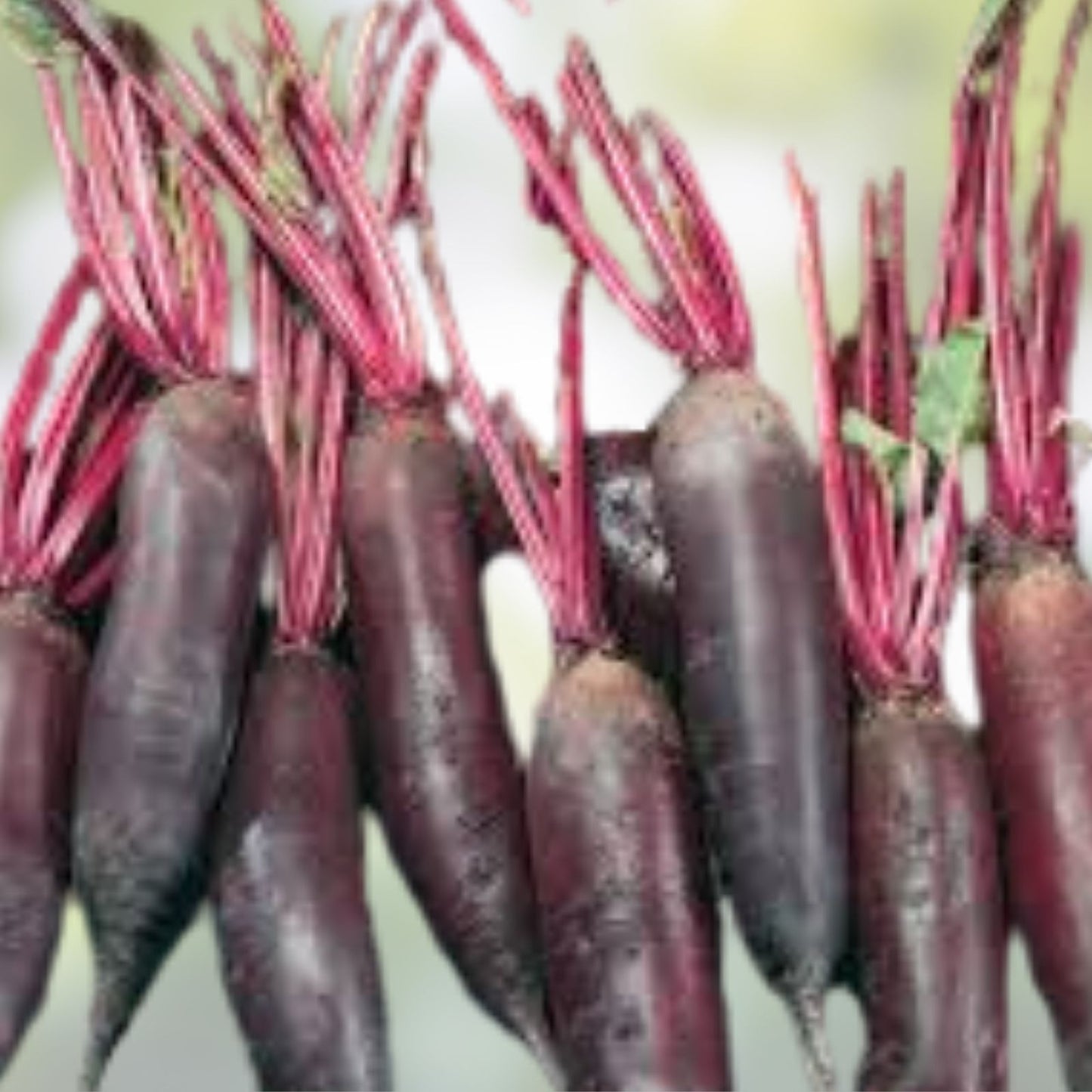 Cylindra Beet Seeds 50 Count – Heirloom Non-GMO Organic Beta vulgaris for Home Garden, Root Vegetable, Easy to Grow