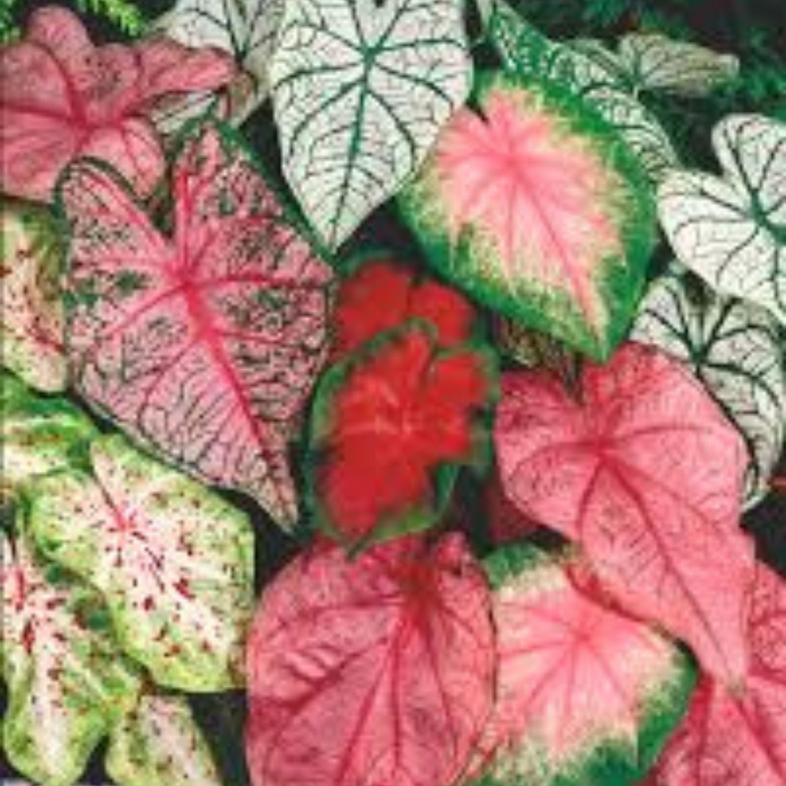Caladium Bulbs 5 Pack - Fancy Varieties Wildfire - Perennial Elephant Ears - Caladium bicolor Planting Bulbs