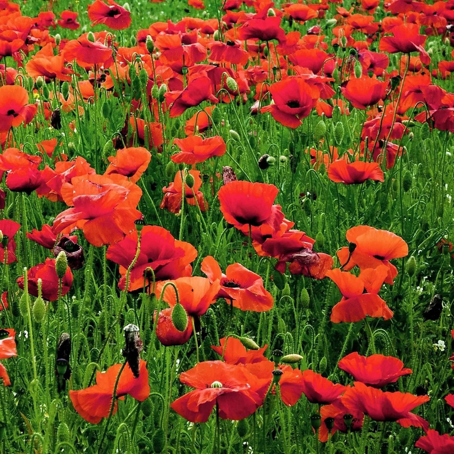 Corn Poppy Seeds 100+ | Bright Red Flower Seeds | Papaver rhoeas | Easy to Grow Wildflower Seeds for Gardens