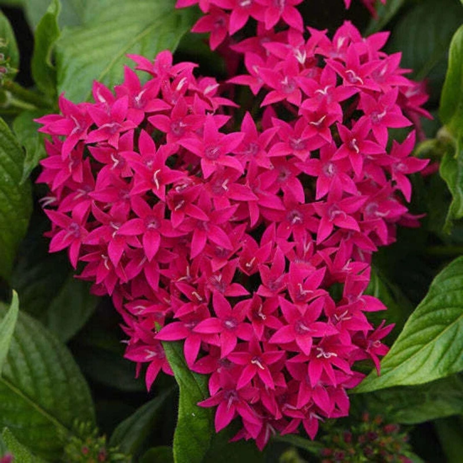 Pentas Seeds 100-Count Graffiti Lipstick Variety Colorful Flowering Plant Seeds for Garden - Pentas lanceolata