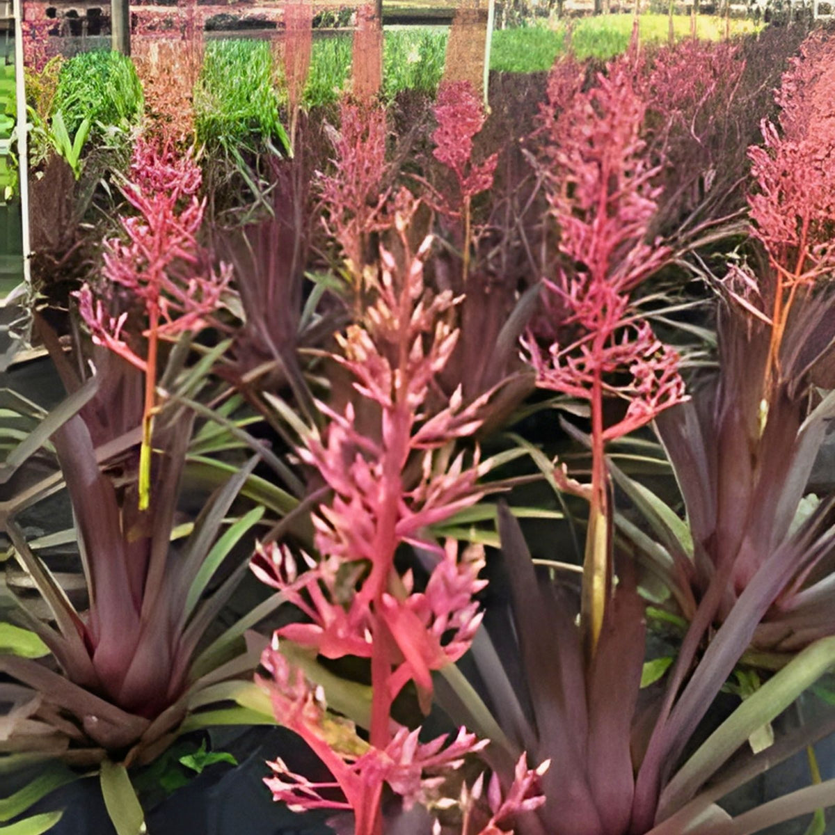 Portea Jungle Book Plant 9" Pot - Burgundy & Lime Green Foliage, Coral Berry Bloom - Ideal Indoor & Landscape Plant