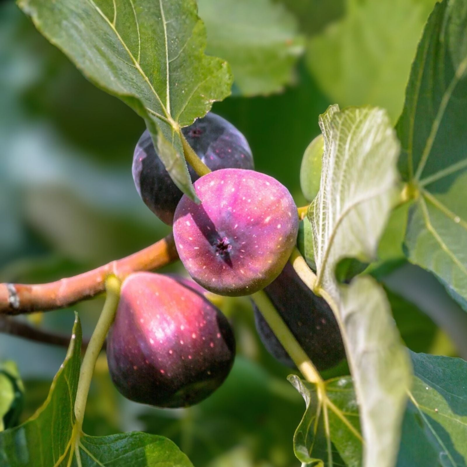 Fig Cuttings 6-Pack LSU Purple & Desert King Ficus carica | Fruit Tree Propagation | Garden Planting Supplies