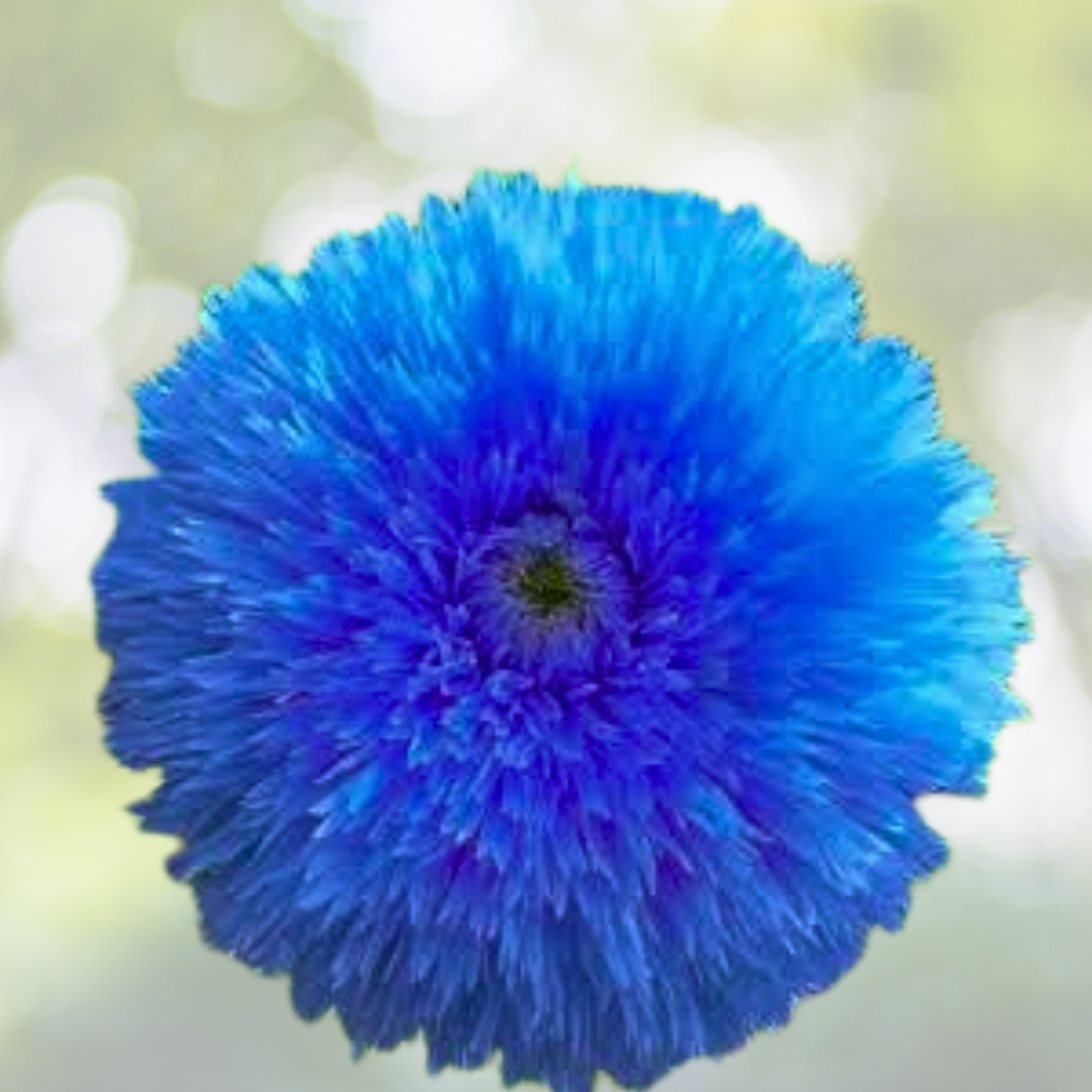 50pcs Blue Teddy Bear Sunflower Seeds