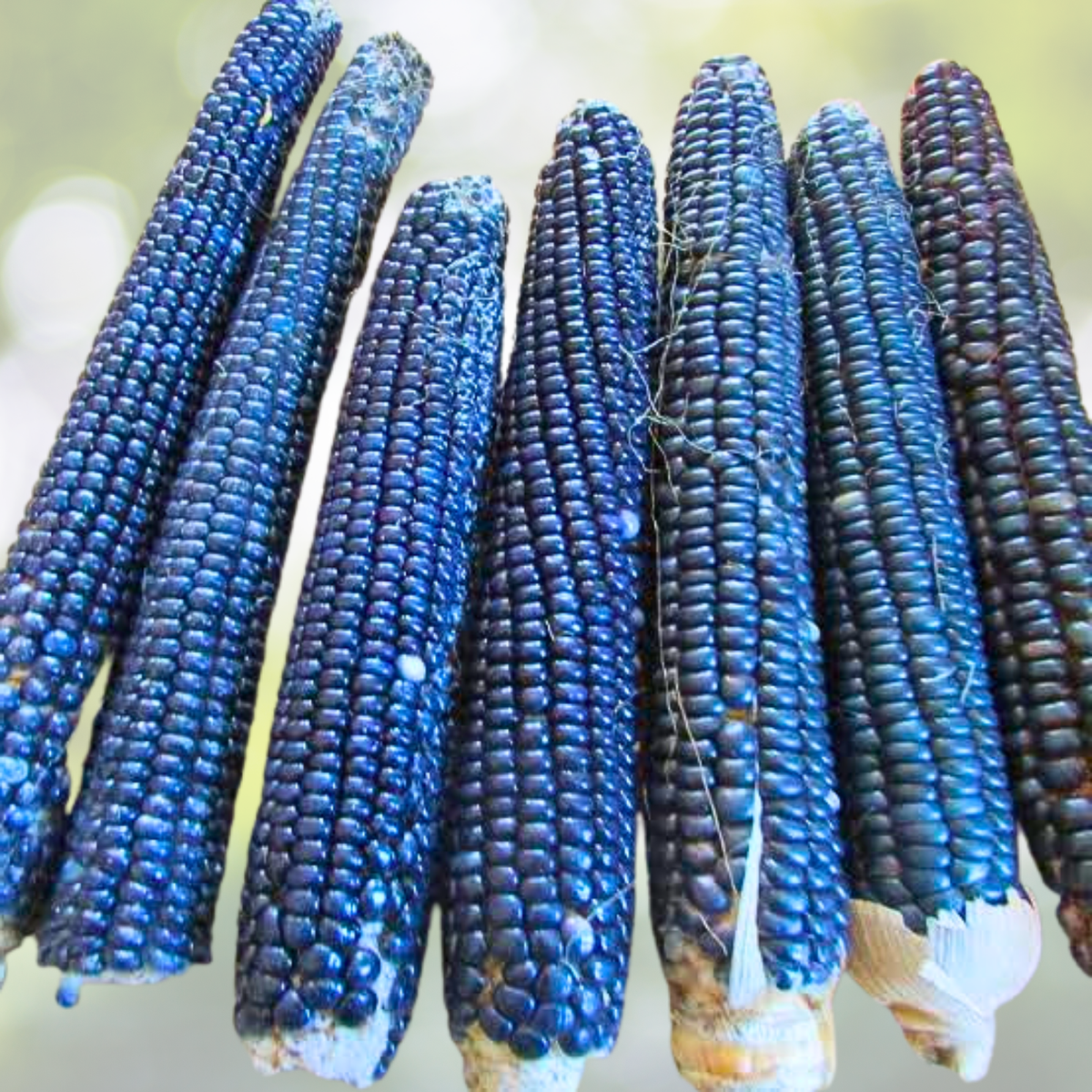 50pcs Blue Corn Seeds - Heirloom Non-GMO High-Yield Flour Corn - Zea Mays