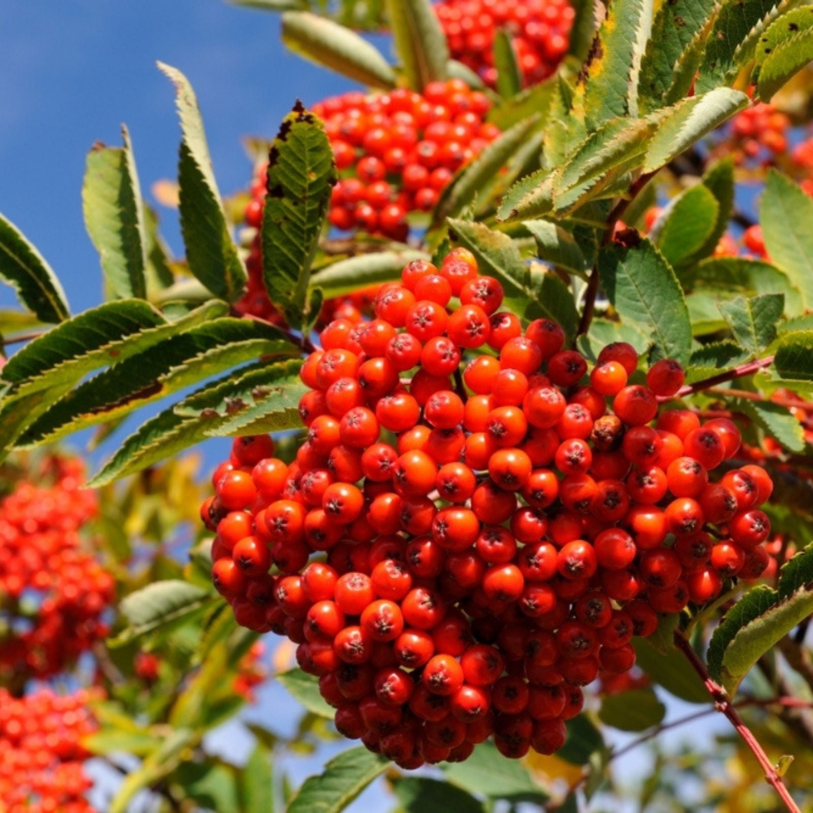 American Mountain Ash Seedling 1 Gallon – Sorbus Americana Hardy Native North American Tree for Planting