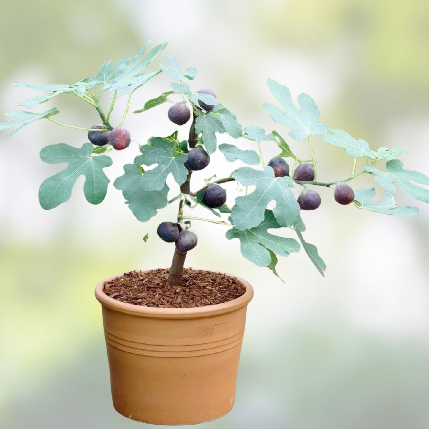 Chicago Hardy Fig Live Plant – 14" Bare Root Edible Fruit Tree – Ficus carica – Hardy Shrub for Gardens and Landscapes