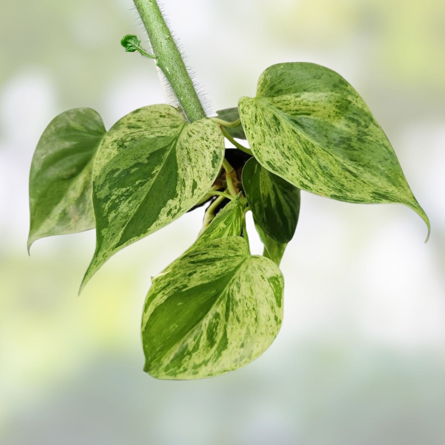 Variegated Heart Leaf Philodendron Plant – Indoor Houseplant with Green and White Foliage, Hederaceum Variegated