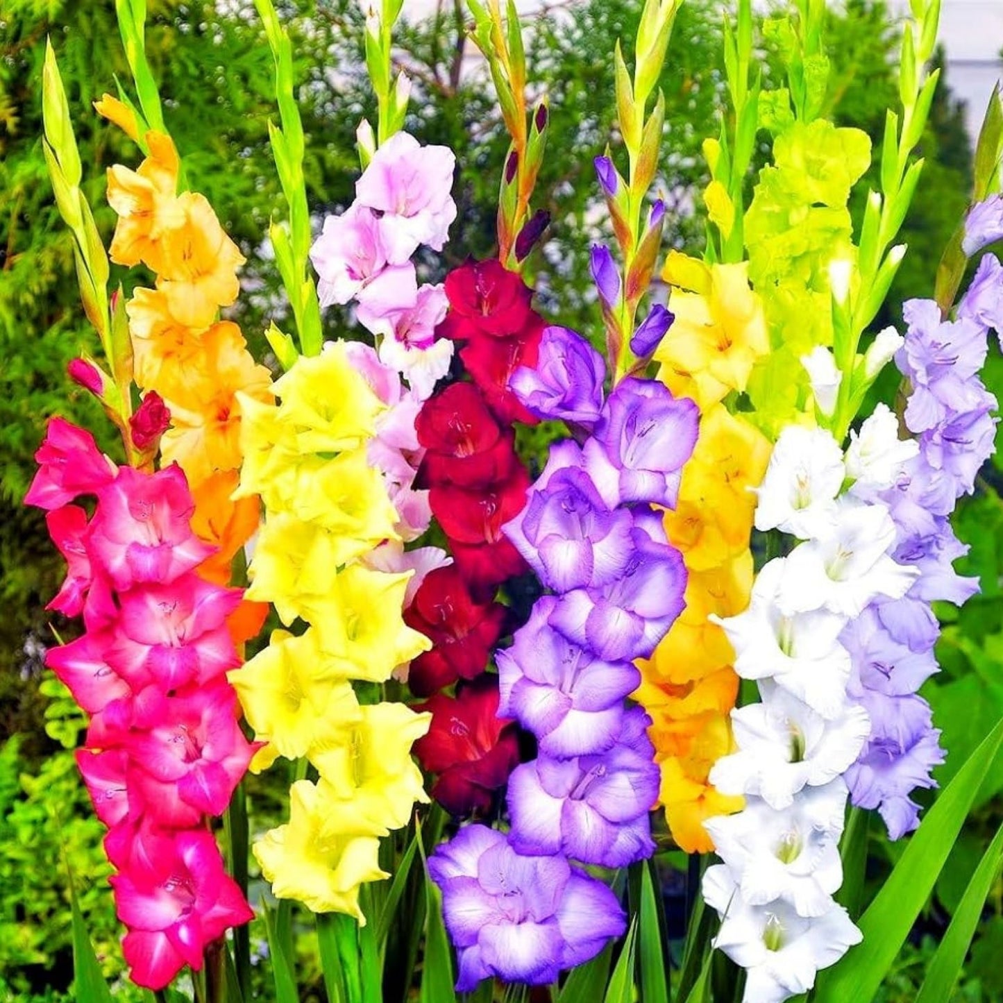 Gladiolus Bulbs 15 Pack Mixed Colors Easy to Grow Perennial Gladiolus hortulanus Flower Bulbs
