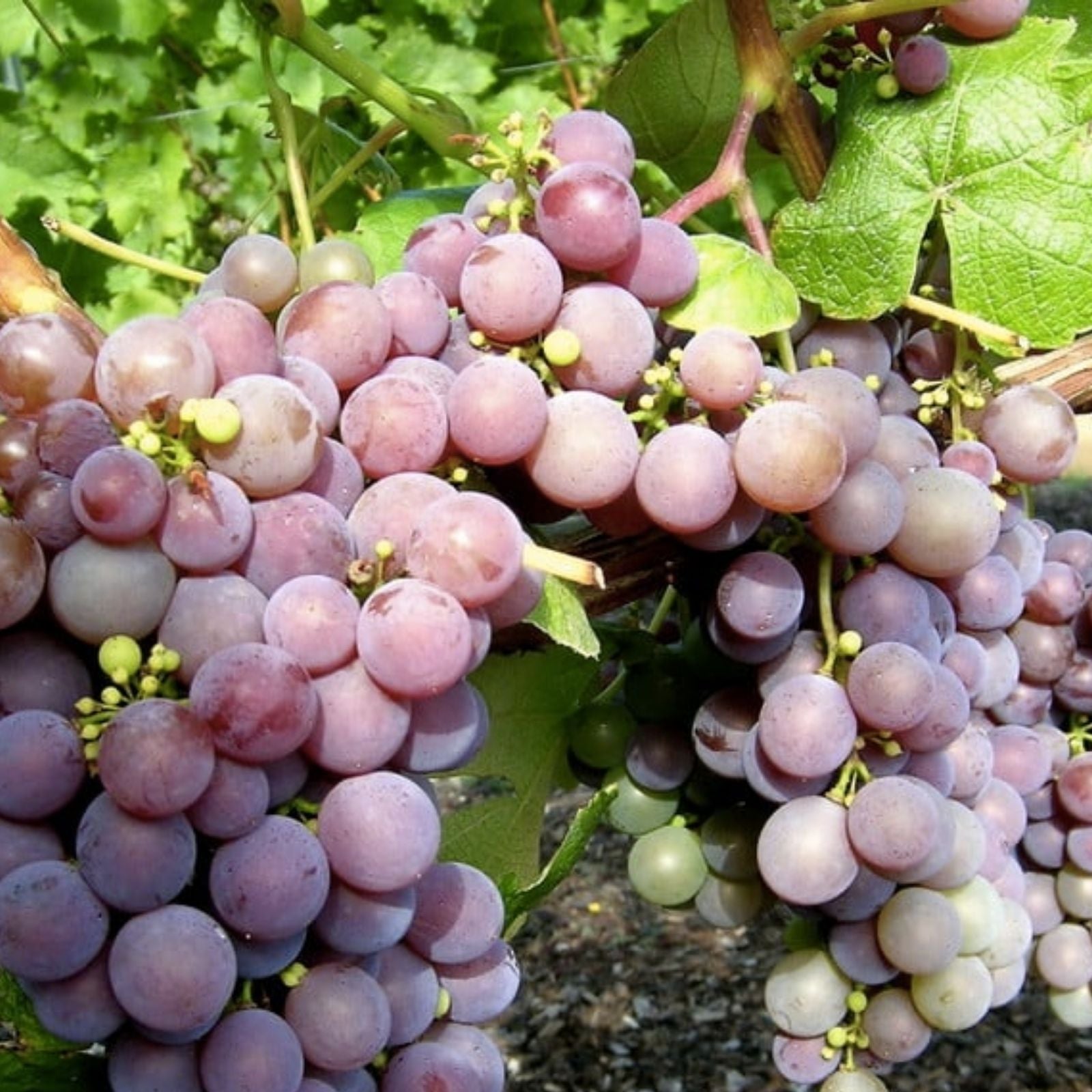 Strawberry Grapes Cuttings – 10 Rooting Vitis vinifera 'Strawberry' Planting Material for Garden or Patio