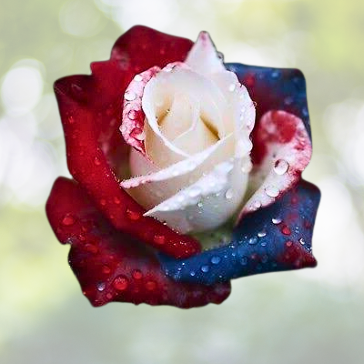 20pcs Rare Three-Color Rose Seeds for Vibrant Home Garden - Rosa spp.