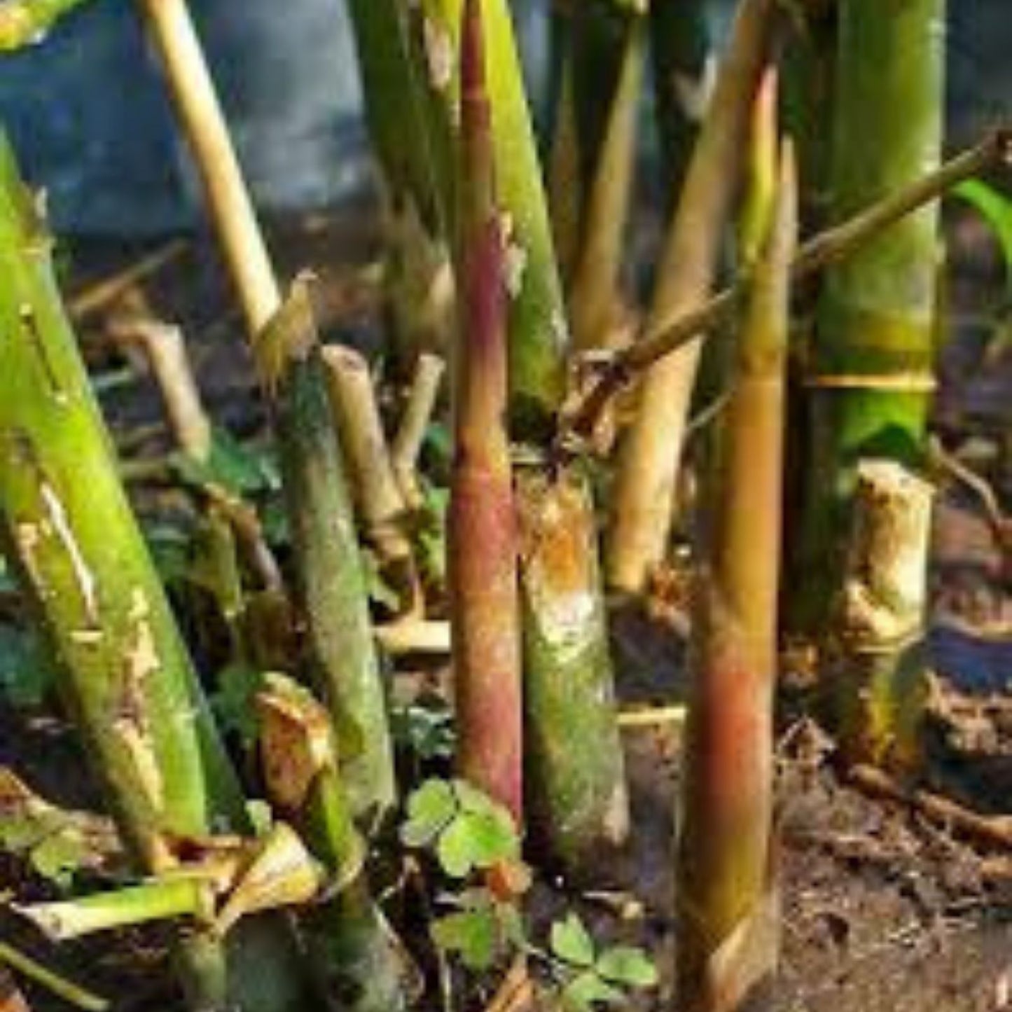 Spiny Bamboo Seeds 20+ Seeds Bambusa Arundinacea for Planting and Gardening, Ornamental Bamboo Seeds