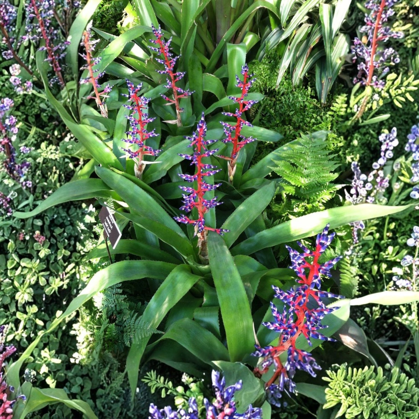 Bromeliad Plant 6" Pot Aechmea Harvito Tropical Houseplant for Home Decor Aechmea spp.