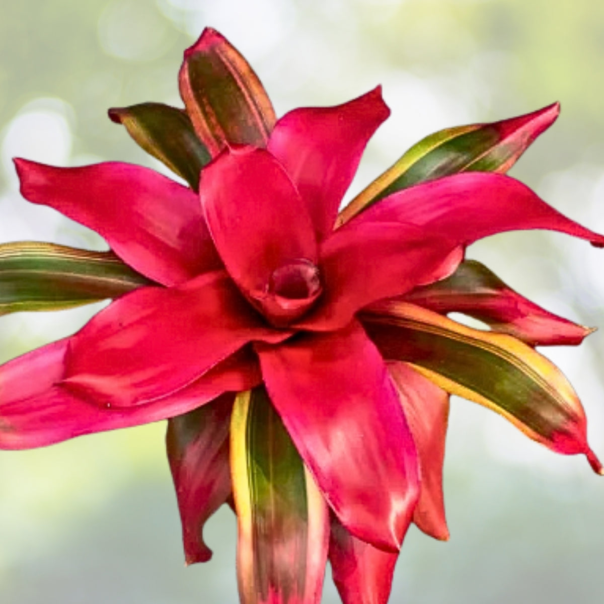 Neoregelia Plant 6" Pot Dragon Variety Tropical Bromeliad Neoregelia spp. for Indoor Gardening Home Decor