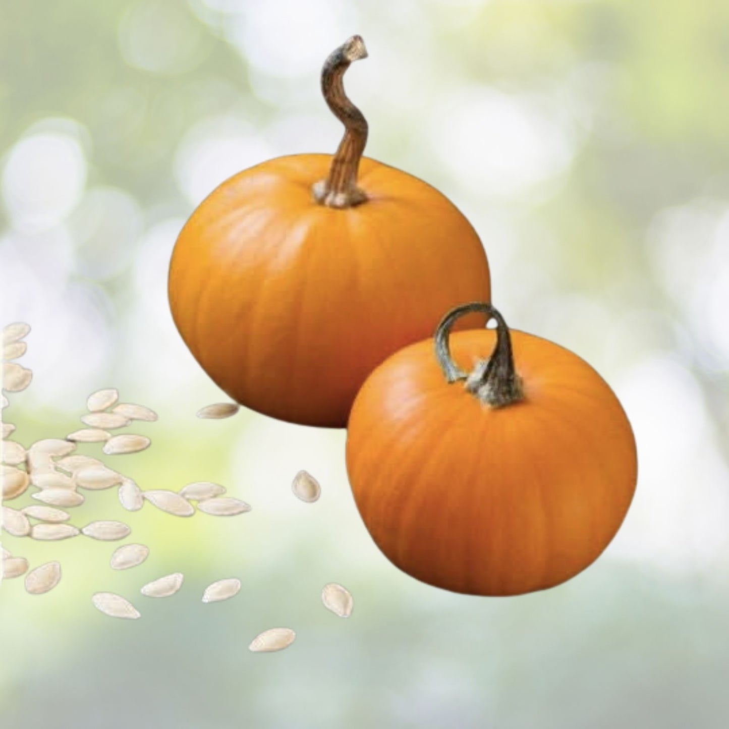 Small Sugar Pumpkin Seeds - 15+ Heirloom Non-GMO Vegetable Squash - Cucurbita pepo - USA