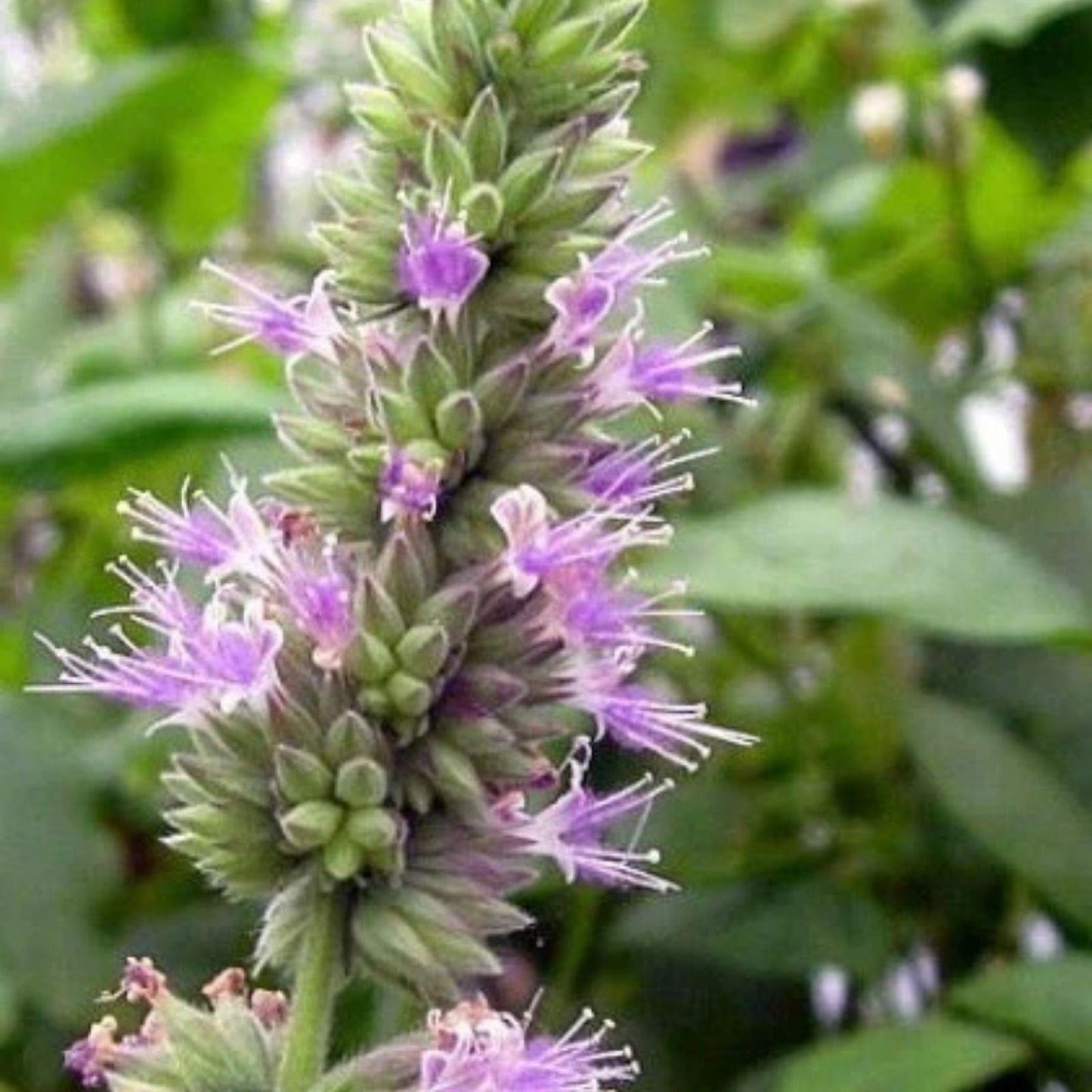 Patchouli Seeds Packet of 50 | Aromatic Herb Garden Plant | Pogostemon cablin | Fragrant Essential Oil Plant