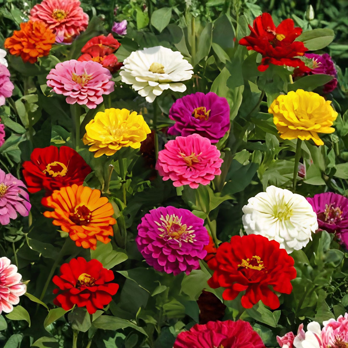 Giant California Zinnia Seeds 250+ Mixed Colors Flower Seeds for Garden, Cut Flowers, Bright Vibrant Blooms