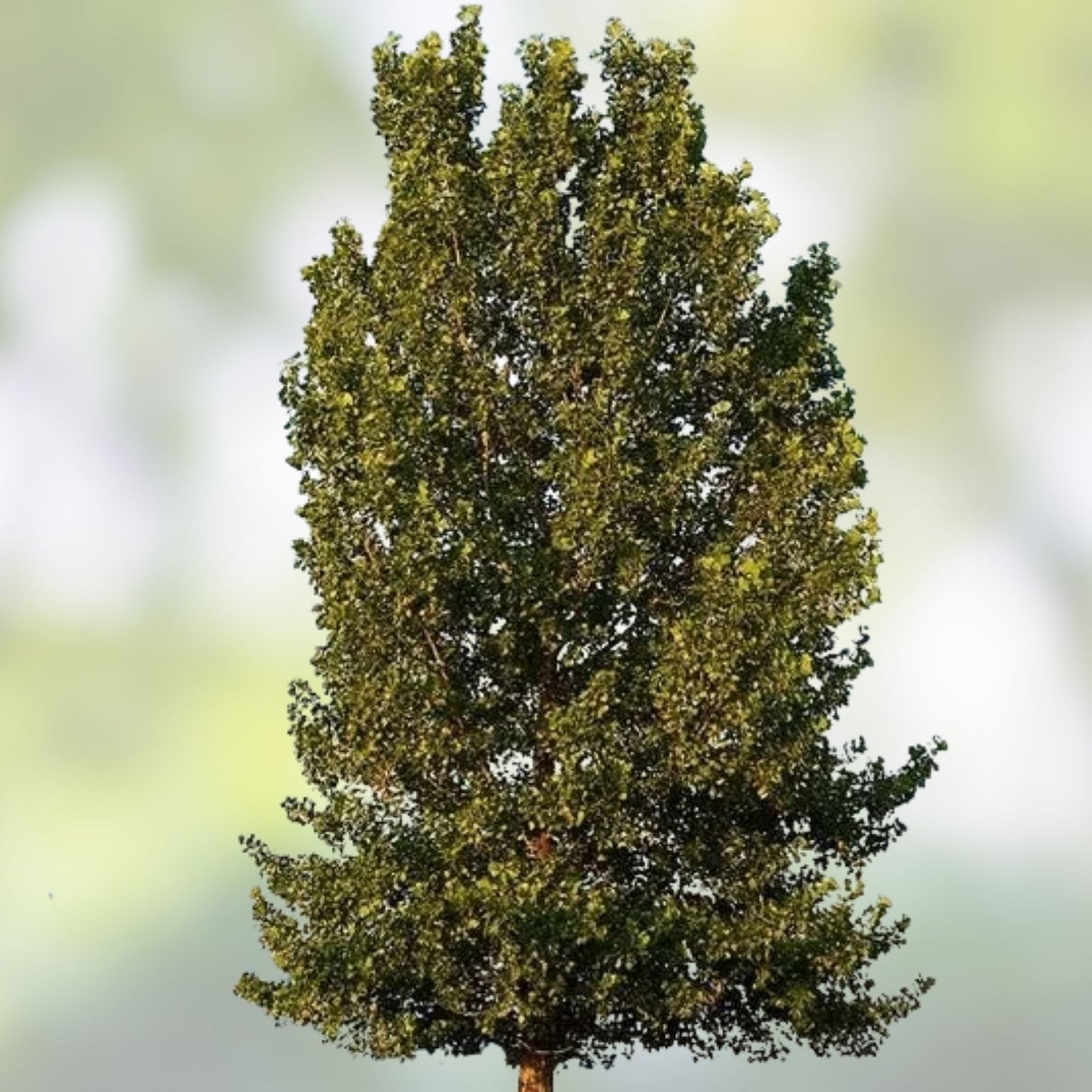Hybrid Poplar Tree Cuttings - Fast Growing Shade Trees for Planting - Populus deltoides