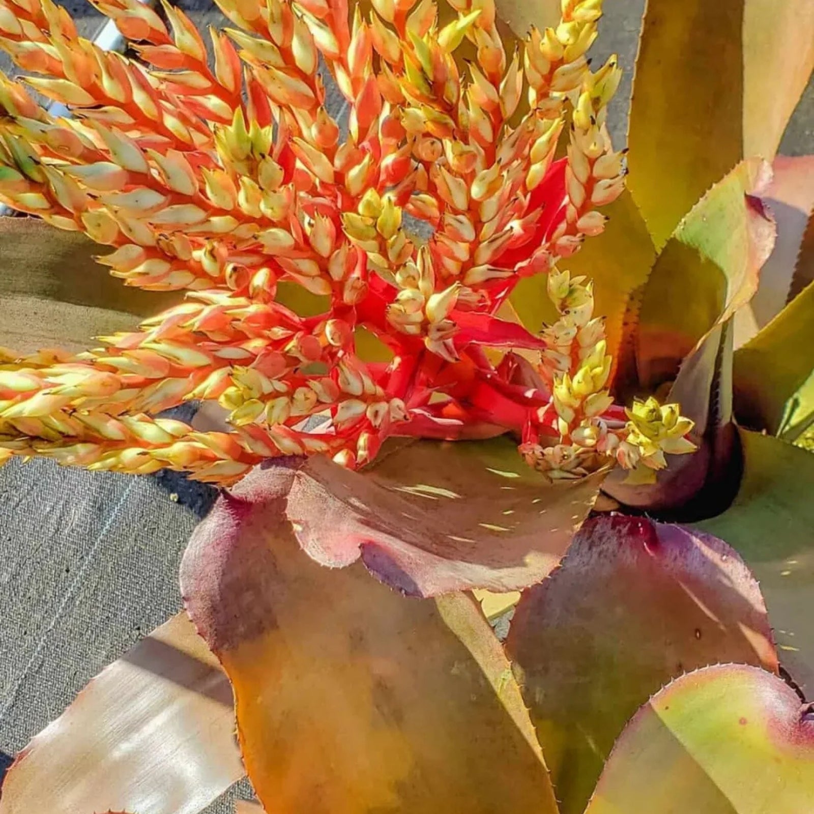 Aechmea 'Big Ben' Bromeliad Plant - 9" Tropical Foliage with Architectural Leaves - Indoor/Outdoor Garden Plant